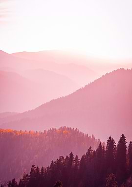 Forest Covered Mountains