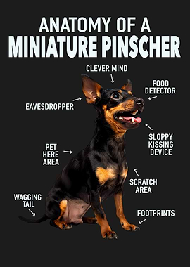Miniature pinscher