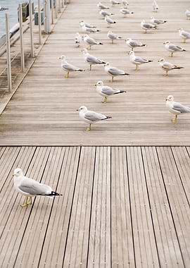 Seabirds in Peace and Calm