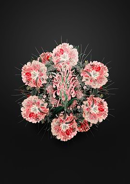 Justicia Carnea Wreath