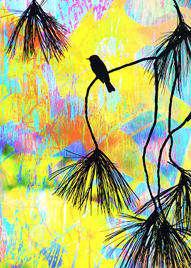 Black Phoebe in Tree