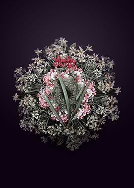 Gladiolus Cardinalis