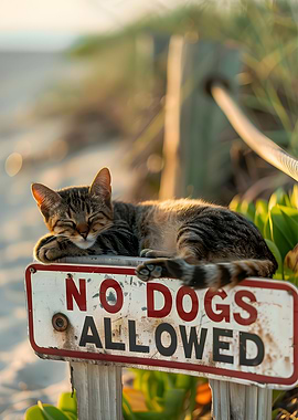 No dogs allowed