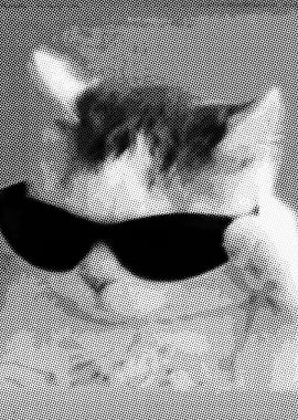 Cool cat