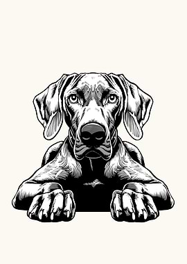 Weimaraner