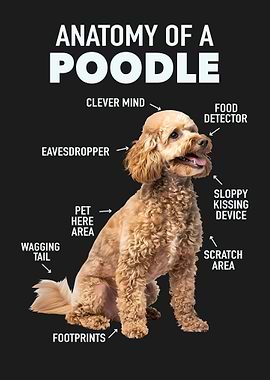 Poodle