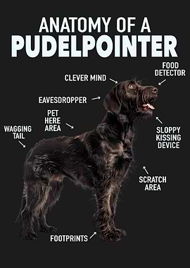 Pudelpointer