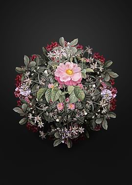 Speckled Provins Rose