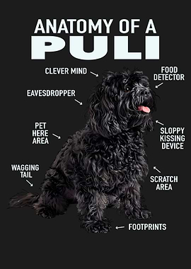 Puli