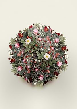 Spiny Rose of Dematra