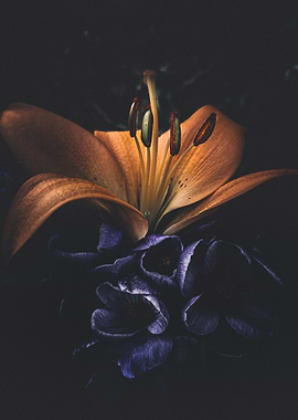 Lily and Crocus Harmony