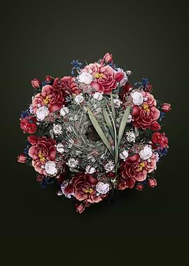 Gladiolus Mucronatus