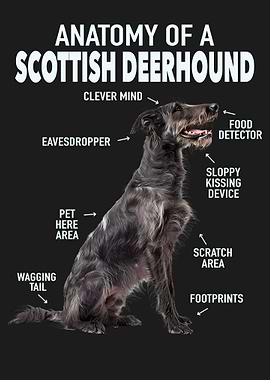 Scottish deerhound