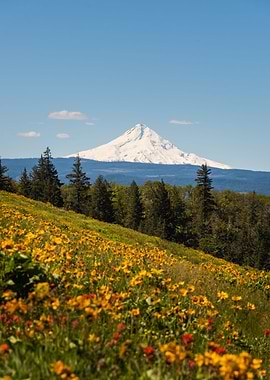 Mt Hood over wildflowers