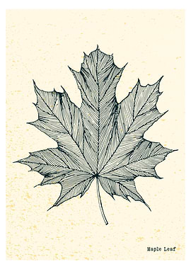 maple leaf pen drawing