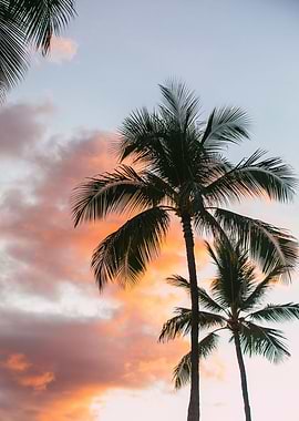 Palm Trees Oahu Hawaii