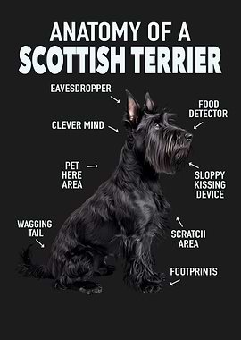 Scottish terrier