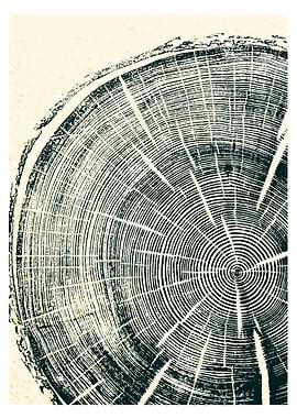 tree rings