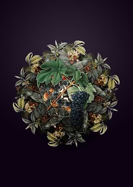 Black Aleatico Grape