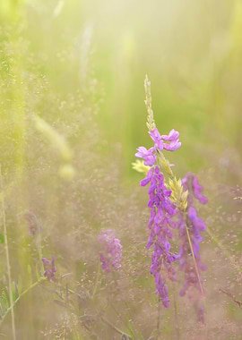 Pink wildflowers in meadow