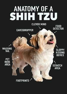 Shih tzu