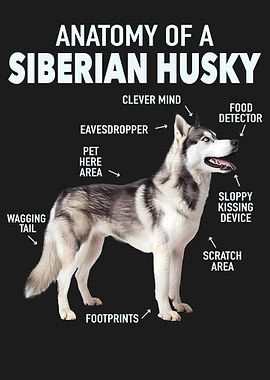 Siberian husky