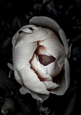 Timeless Peony