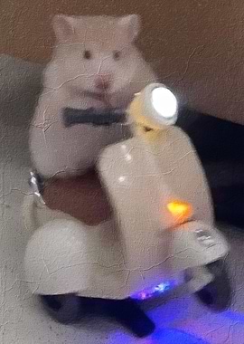 Hamster Meme