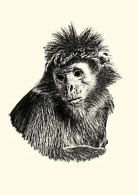 Javan langur