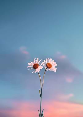 Minimalist Flowers Daisy