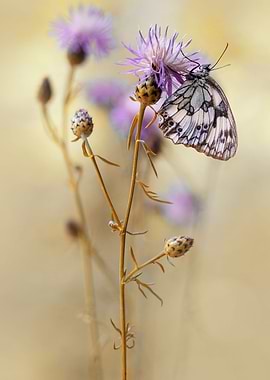 Checkerboard butterfly