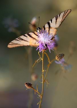 Scarce swallowtail