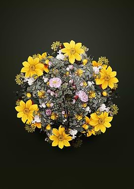 Pink Scotch Briar Rose