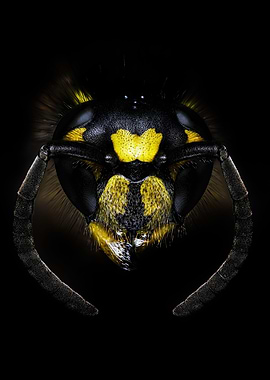 Wasp portrait