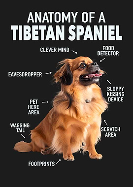Tibetan spaniel