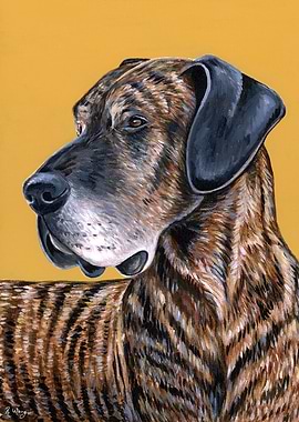 Brindle Great Dane Dog