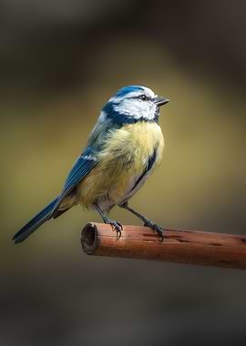 A blue tit posing