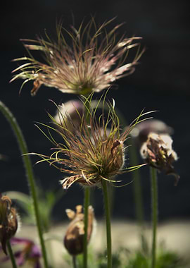 Pulsatilla flower