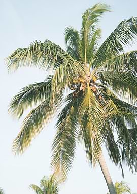 Summer Paradise Palm 1