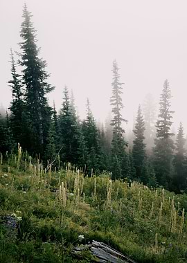 Foggy Green Forest