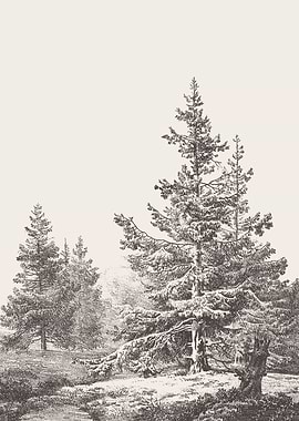 Hemlock Forest Sketch