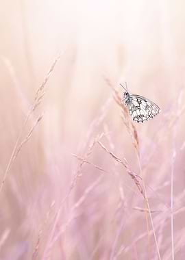 White and gray butterfly