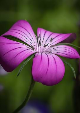 Macro Pink Flower Photo