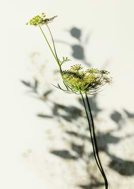 Flower Images plant botan