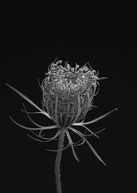 A black and white photo