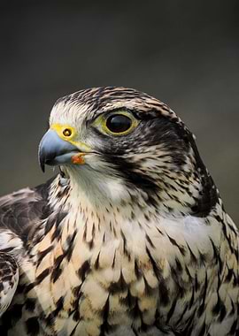 Peregrine Falcon