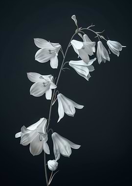 Elegant Bell Flower