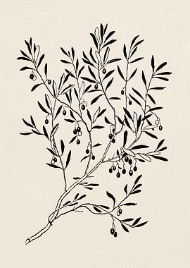 Olive Branch Sketch no 3