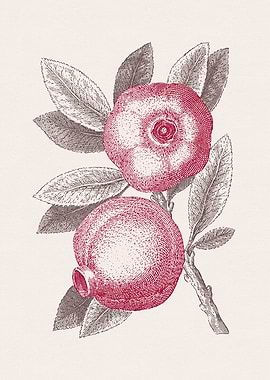 Pomegranate Sketch no 3