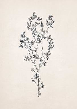 Wildflower Sketch no 1